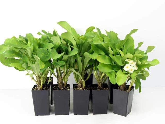 Succulents Euphorbia Milli Butter 3 Succulents Euphorbia Milli Butter