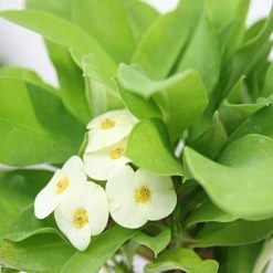 Succulents Euphorbia Milli Butter 10 Succulents Euphorbia Milli Butter