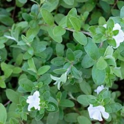 Shrubs Evolvulus Pilosus White