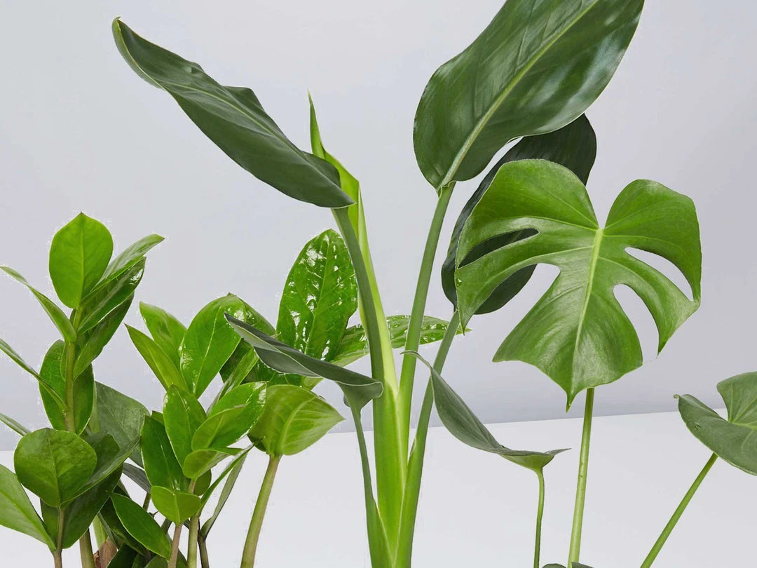 Shrubs Screening Plants The Easy Care Plant Pack - Trio 3 Shrubs Screening Plants The Easy Care Plant Pack - Trio