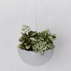 Indoor Garden Eco Hanging Baskets + Plants Combo Plant + Pot Multi Packs