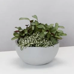 Indoor Garden Eco Hanging Baskets + Plants Combo Plant + Pot Multi Packs