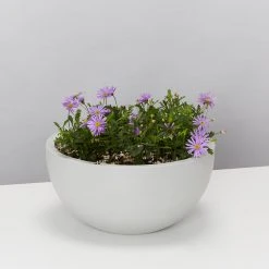 Indoor Garden Eco Hanging Baskets + Plants Combo Plant + Pot Multi Packs