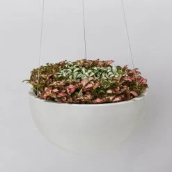 Indoor Garden Eco Hanging Baskets + Plants Combo Plant + Pot Multi Packs