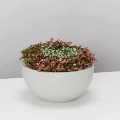 Indoor Garden Eco Hanging Baskets + Plants Combo Plant + Pot Multi Packs