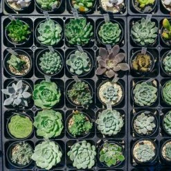 Succulents Plant Packs Echeveria Assorted Pack