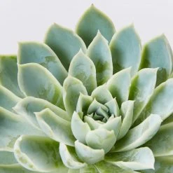 Succulents Full Sun Echeveria Violet Queen 85mm