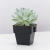 Succulents Full Sun Echeveria Violet Queen 85mm