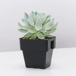 Succulents Full Sun Echeveria Violet Queen 85mm