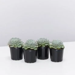 Succulents Echeveria White Minima Full Sun