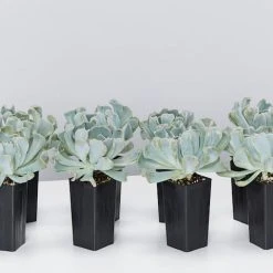 Succulents Pool Friendly Plants Echeveria Runyonii Topsy Turvy