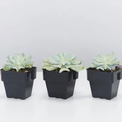 Succulents Echeveria Runyonii Topsy Turvy 85mm Full Sun