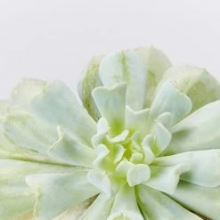 Succulents Plant Packs Assorted Succulent Box - 85mm