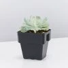 Succulents Echeveria Runyonii Topsy Turvy 85mm Full Sun