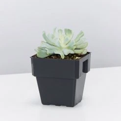 Succulents Echeveria Runyonii Topsy Turvy 85mm Full Sun