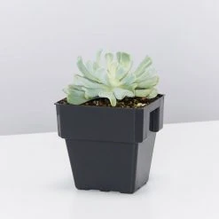 Succulents Plant Packs Assorted Succulent Box - 85mm