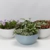 Indoor Garden Eco Hanging Baskets + Plants Combo Plant + Pot Multi Packs