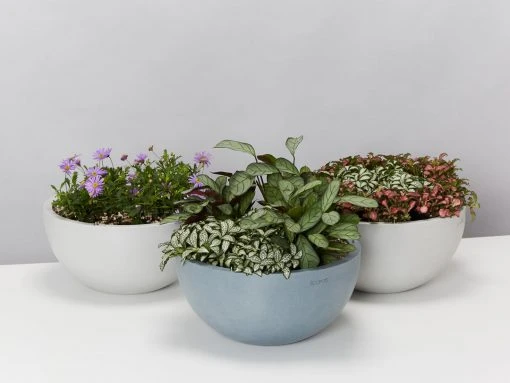 Indoor Garden Eco Hanging Baskets + Plants Combo Plant + Pot Multi Packs 6 Indoor Garden Eco Hanging Baskets + Plants Combo Plant + Pot Multi Packs