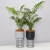 Elho Eco Stand + Plant + Pot (includes Coir)
