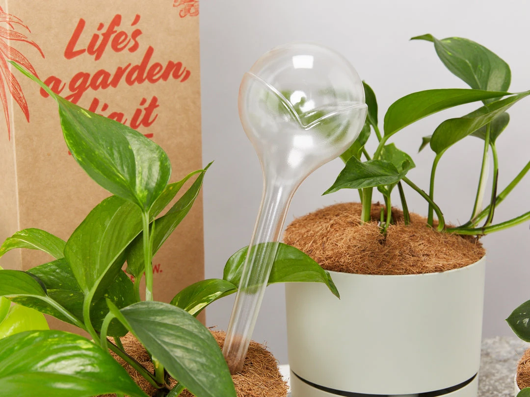 Plants In A Box Elho Aqua Care ♻️ - Watering System Transparent 7 Plants In A Box Elho Aqua Care ♻️ - Watering System Transparent