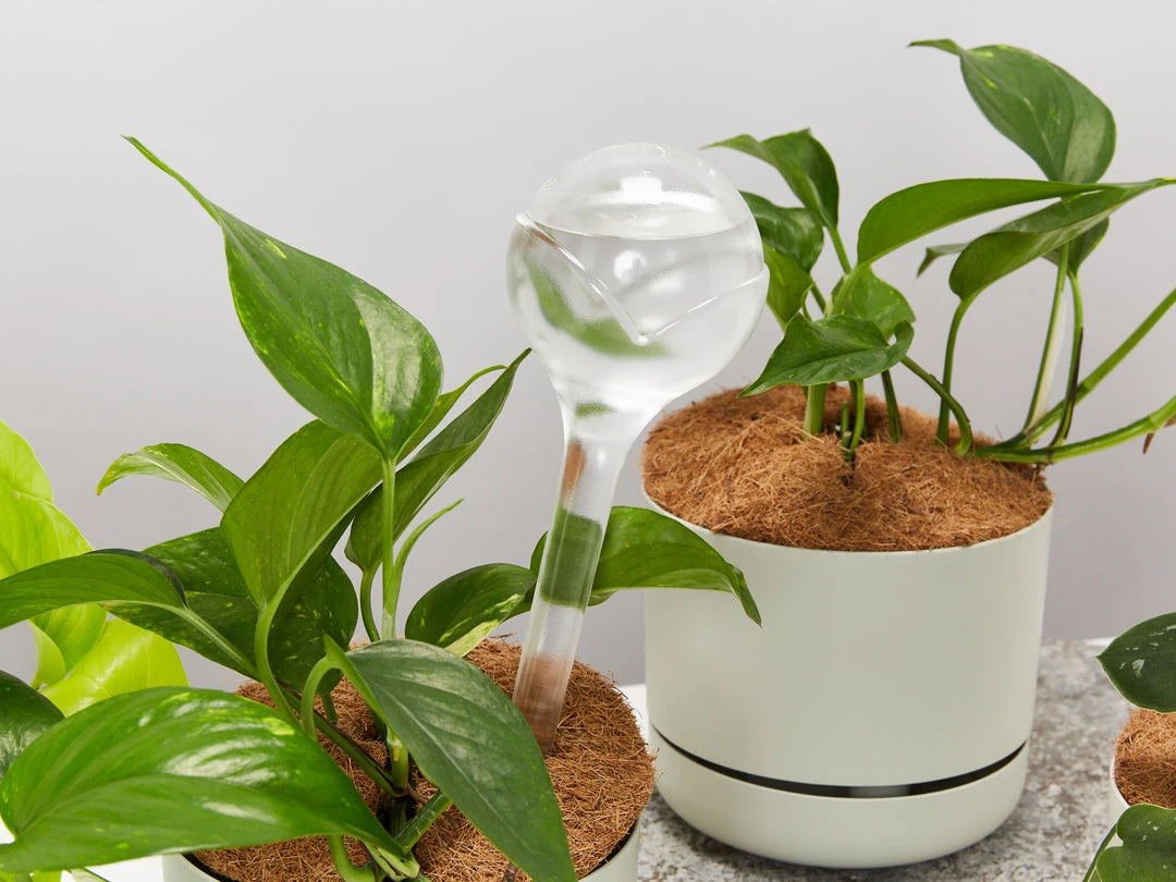 Plants In A Box Elho Aqua Care ♻️ - Watering System Transparent 5 Plants In A Box Elho Aqua Care ♻️ - Watering System Transparent