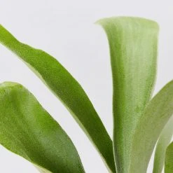 Indoor Garden Platycerium Bifurcatum 'Elkhorn Fern' - Pot + Plant