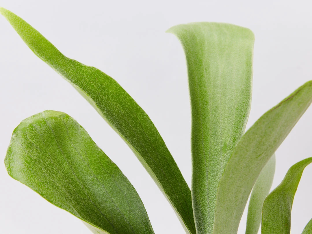 Indoor Garden Platycerium Bifurcatum 'Elkhorn Fern' - Pot + Plant 4 Indoor Garden Platycerium Bifurcatum 'Elkhorn Fern' - Pot + Plant