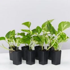 Indoor Garden Pothos 'Devils Ivy' Golden Pothos "Devils Ivy" Indoor Plant Pack