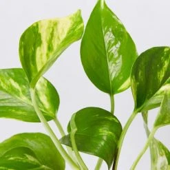 Indoor Garden Pothos Mixed Houseplant Pack 85mm Plant Packs 13 Indoor Garden Pothos Mixed Houseplant Pack 85mm Plant Packs