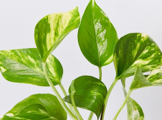 Indoor Garden Pothos Mixed Houseplant Pack 85mm Plant Packs 6 Indoor Garden Pothos Mixed Houseplant Pack 85mm Plant Packs