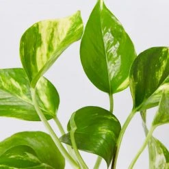 Indoor Garden Pothos 'Devils Ivy' Golden Pothos