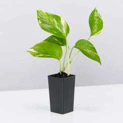 Indoor Garden Plant Packs Pothos Mixed Houseplant Pack