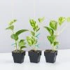 Indoor Garden Pothos 'Devils Ivy' Golden Pothos Pack (Devil's Ivy) - 85mm 1 Indoor Garden Pothos 'Devils Ivy' Golden Pothos Pack (Devil's Ivy) - 85mm