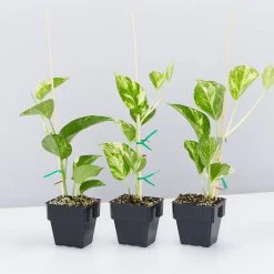Indoor Garden Pothos 'Devils Ivy' Golden Pothos Pack (Devil's Ivy) - 85mm