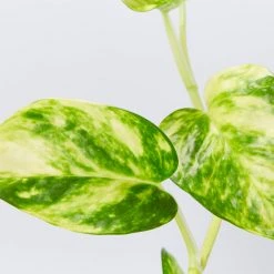 Indoor Garden Pothos 'Devils Ivy' Golden Pothos Pack (Devil's Ivy) - 85mm