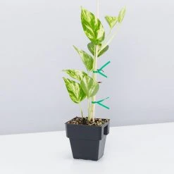 Indoor Garden Pothos 'Devils Ivy' Golden Pothos Pack (Devil's Ivy) - 85mm