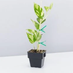 Indoor Garden Pothos Mixed Houseplant Pack 85mm Plant Packs 12 Indoor Garden Pothos Mixed Houseplant Pack 85mm Plant Packs