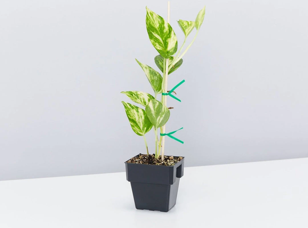 Indoor Garden Pothos Mixed Houseplant Pack 85mm Plant Packs 5 Indoor Garden Pothos Mixed Houseplant Pack 85mm Plant Packs