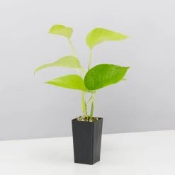 Indoor Garden Easy Care Plants Assorted Pack Of Houseplants ???? *Pick Your Own