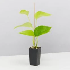 Indoor Garden Plant Packs Pothos Mixed Houseplant Pack