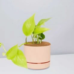 Pot + Plant Gift Box Pothos Goldilocks - Pot + Plant + Soil Easy Care Plants