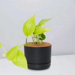 Pot + Plant Gift Box Pothos Goldilocks - Pot + Plant + Soil Easy Care Plants