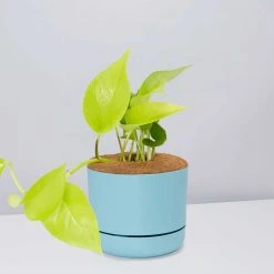 Pot + Plant Gift Box Pothos Goldilocks - Pot + Plant + Soil Easy Care Plants