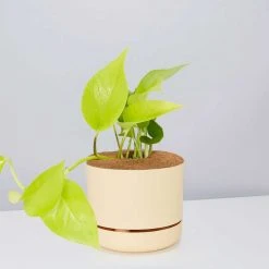 Pot + Plant Gift Box Pothos Goldilocks - Pot + Plant + Soil Easy Care Plants