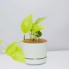 Pot + Plant Gift Box Pothos Goldilocks - Pot + Plant + Soil Easy Care Plants
