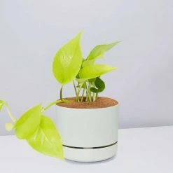 Pot + Plant Gift Box Pothos Goldilocks - Pot + Plant + Soil Easy Care Plants