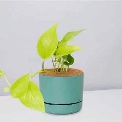 Pot + Plant Gift Box Pothos Goldilocks - Pot + Plant + Soil Easy Care Plants