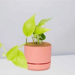 Pot + Plant Gift Box Pothos Goldilocks - Pot + Plant + Soil Easy Care Plants