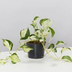 Indoor Garden Pothos 'Devils Ivy' Manjula Pothos (Epipremnum ‘Manjula’) - Pot + Plant + Soil