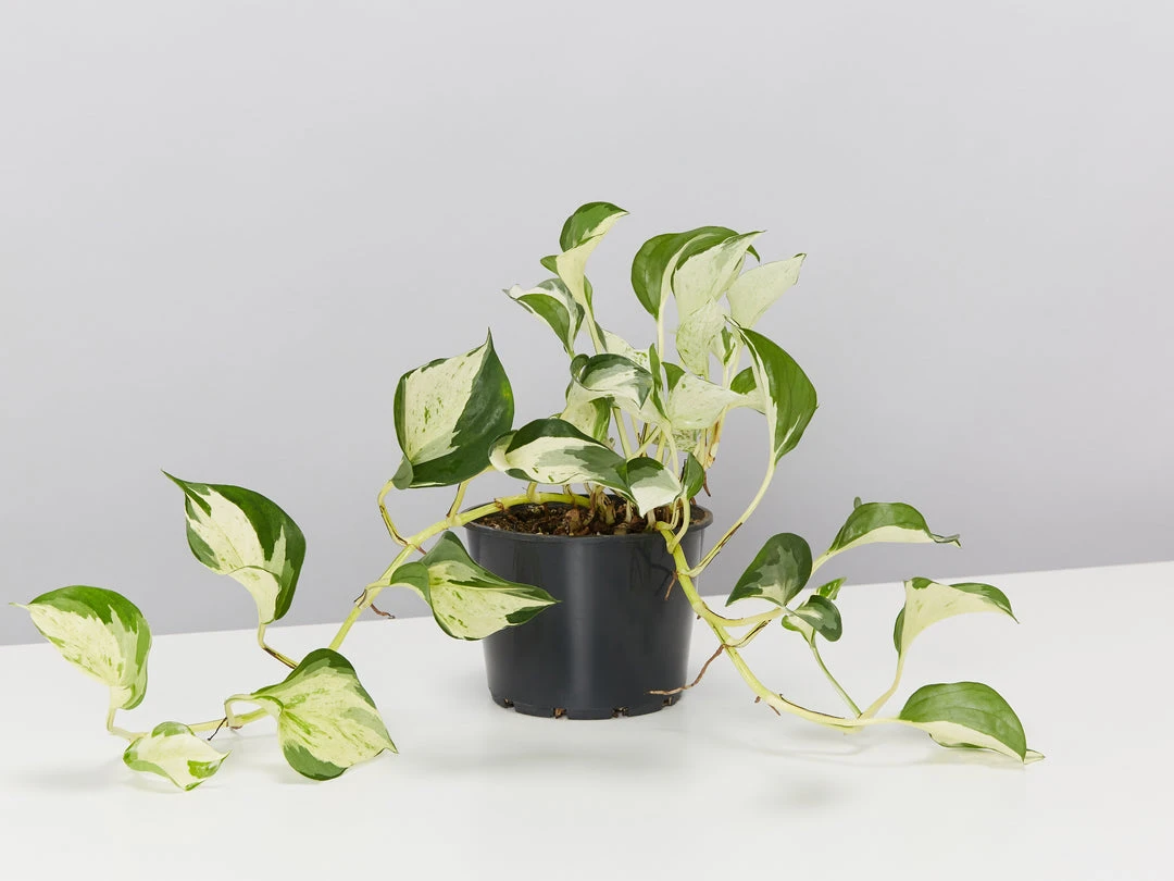 Indoor Garden Pothos 'Devils Ivy' Manjula Pothos (Epipremnum ‘Manjula’) - Pot + Plant + Soil 4 Indoor Garden Pothos 'Devils Ivy' Manjula Pothos (Epipremnum ‘Manjula’) - Pot + Plant + Soil